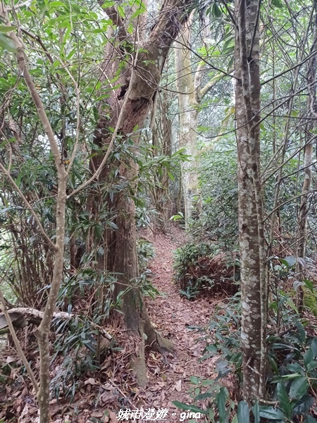 【苗栗銅鑼】苗栗銅鑼~雙峰山x杭菊