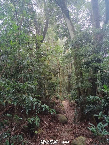 【苗栗銅鑼】苗栗銅鑼~雙峰山x杭菊