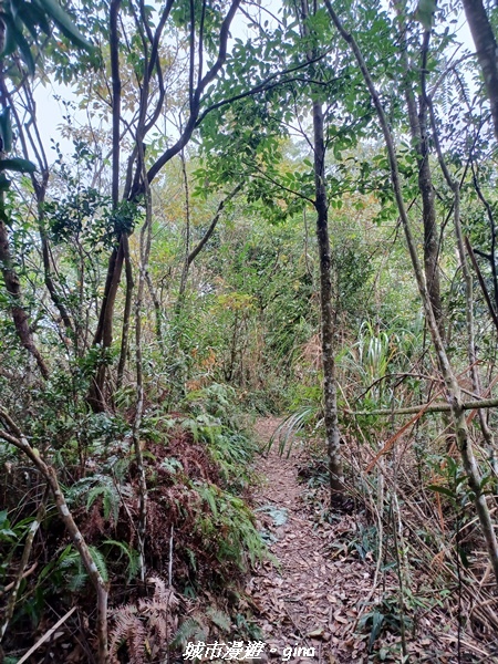 【苗栗銅鑼】苗栗銅鑼~雙峰山x杭菊