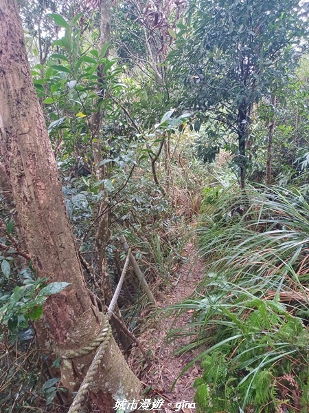 【苗栗銅鑼】苗栗銅鑼~雙峰山x杭菊