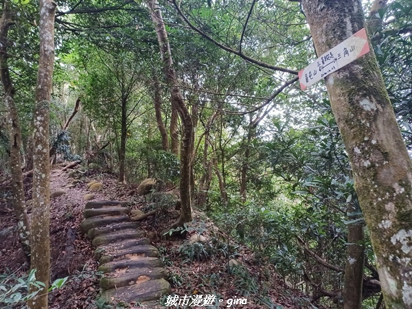 【苗栗銅鑼】苗栗銅鑼~雙峰山x杭菊