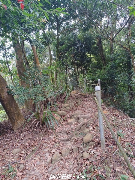 【苗栗銅鑼】苗栗銅鑼~雙峰山x杭菊