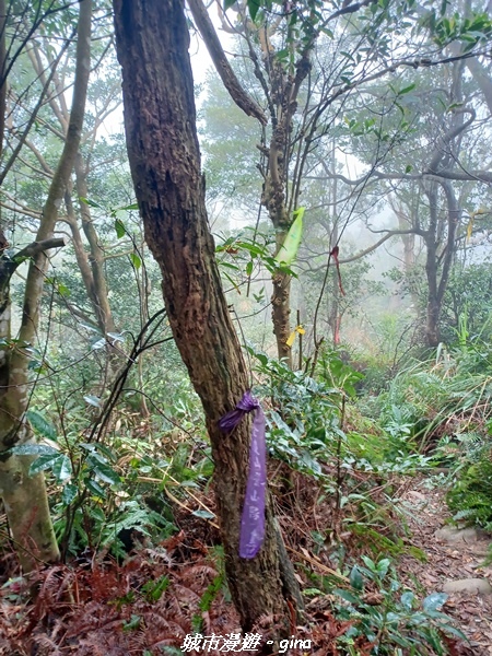 【苗栗銅鑼】苗栗銅鑼~雙峰山x杭菊