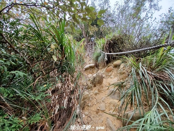 【苗栗銅鑼】苗栗銅鑼~雙峰山x杭菊