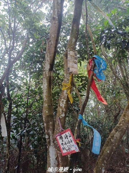 【苗栗銅鑼】苗栗銅鑼~雙峰山x杭菊