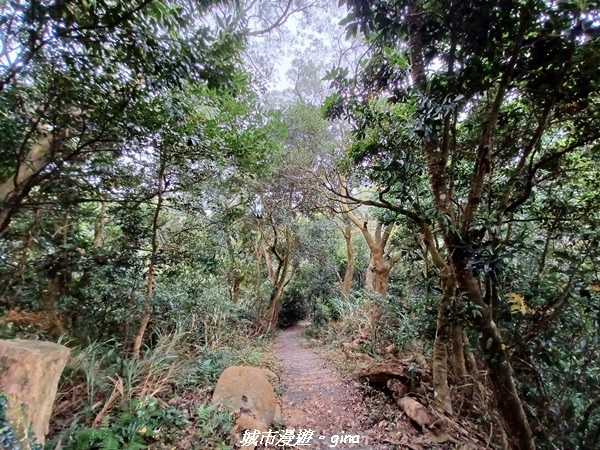 【苗栗銅鑼】苗栗銅鑼~雙峰山x杭菊