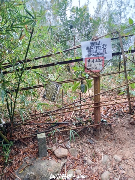 【苗栗銅鑼】苗栗銅鑼~雙峰山x杭菊