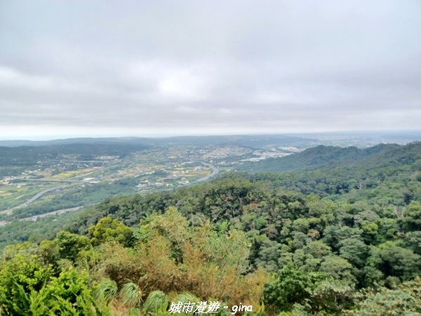 【苗栗銅鑼】苗栗銅鑼~雙峰山x杭菊