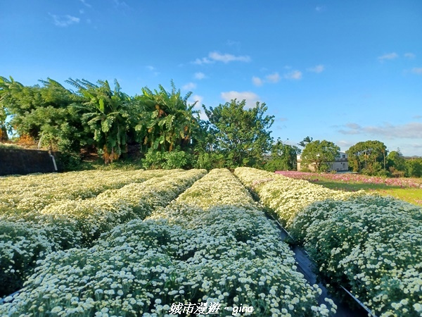 【苗栗銅鑼】苗栗銅鑼~雙峰山x杭菊