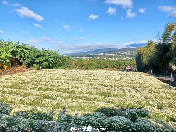 【苗栗銅鑼】苗栗銅鑼~雙峰山x杭菊