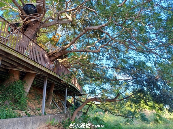 【苗栗銅鑼】苗栗銅鑼~雙峰山x杭菊