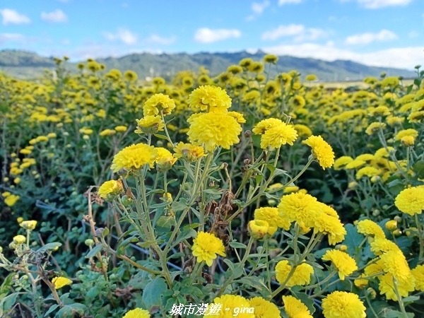 【苗栗銅鑼】苗栗銅鑼~雙峰山x杭菊