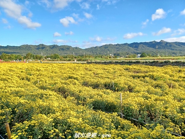 【苗栗銅鑼】苗栗銅鑼~雙峰山x杭菊