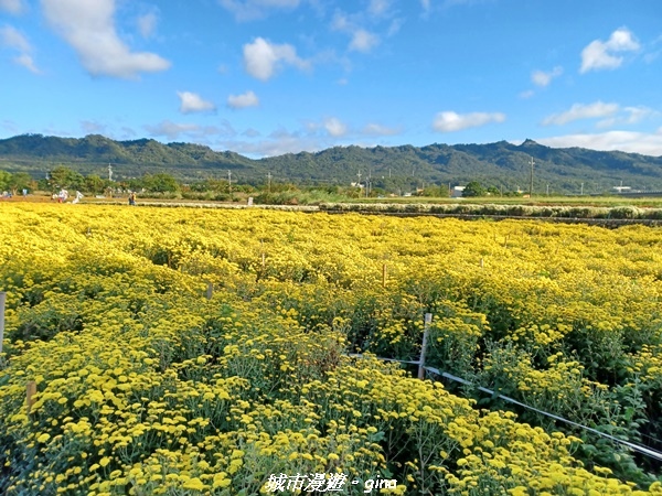 【苗栗銅鑼】苗栗銅鑼~雙峰山x杭菊