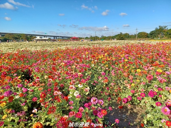 【苗栗銅鑼】苗栗銅鑼~雙峰山x杭菊