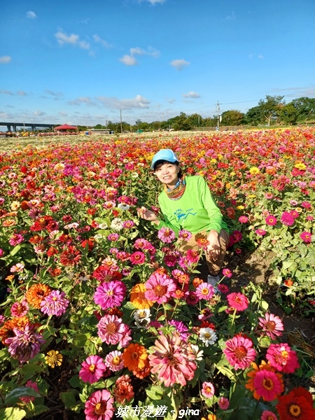 【苗栗銅鑼】苗栗銅鑼~雙峰山x杭菊