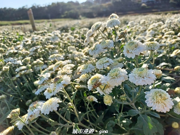 【苗栗銅鑼】苗栗銅鑼~雙峰山x杭菊