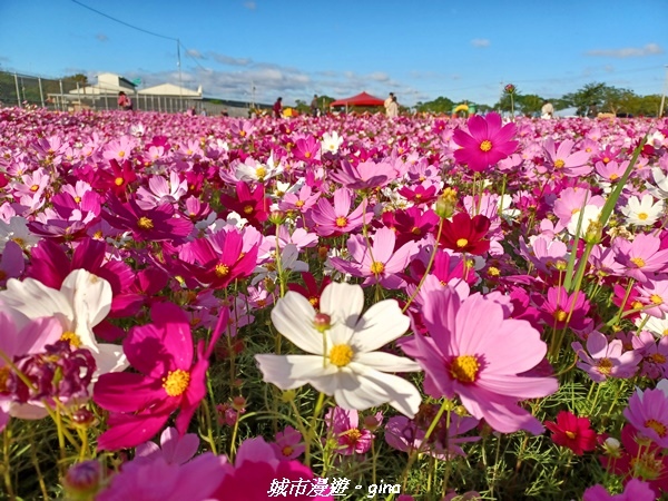 【苗栗銅鑼】苗栗銅鑼~雙峰山x杭菊