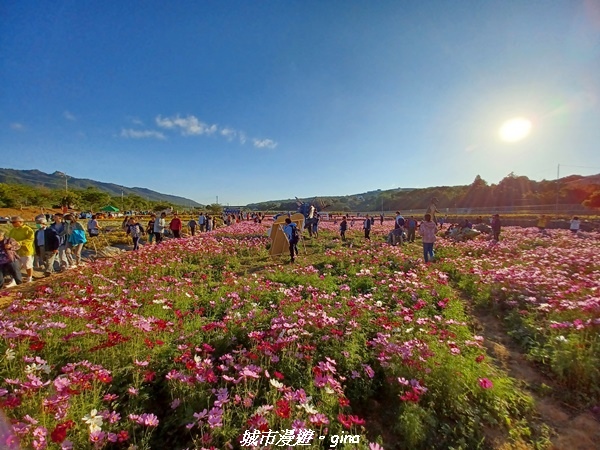 【苗栗銅鑼】苗栗銅鑼~雙峰山x杭菊