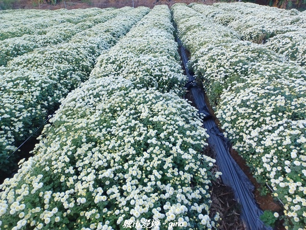 【苗栗銅鑼】苗栗銅鑼~雙峰山x杭菊