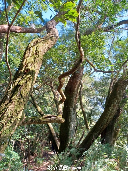 【新竹峨嵋】獅頭山步道群O型