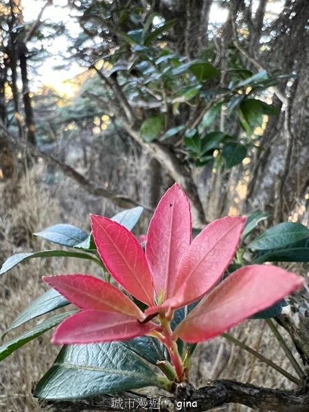 【南投信義】陡上陡下無冷場叫大山的都不好惹。 No91百岳~