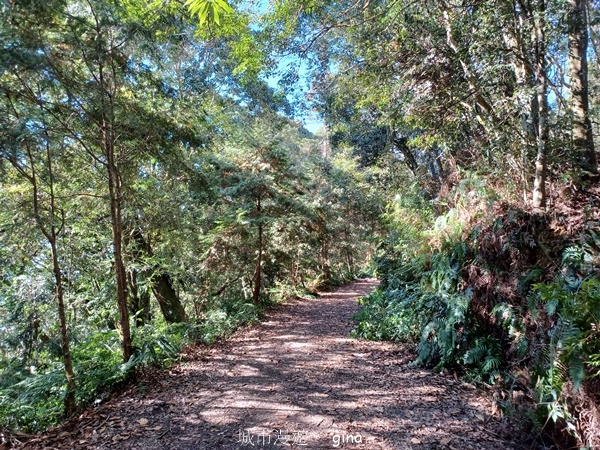 【南投信義】陡上陡下無冷場叫大山的都不好惹。 No91百岳~