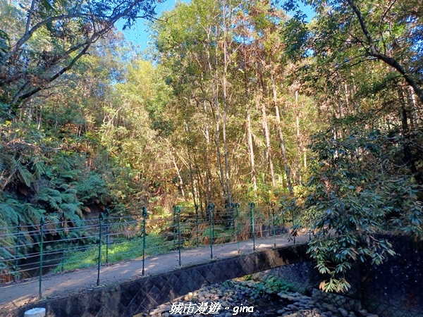 【南投魚池】澀水森林步道x山豬衝吧咖啡館~