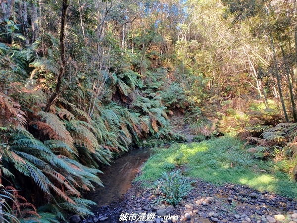 【南投魚池】澀水森林步道x山豬衝吧咖啡館~