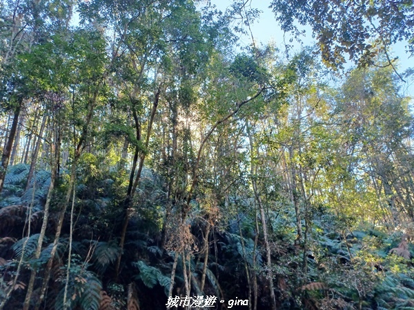 【南投魚池】澀水森林步道x山豬衝吧咖啡館~