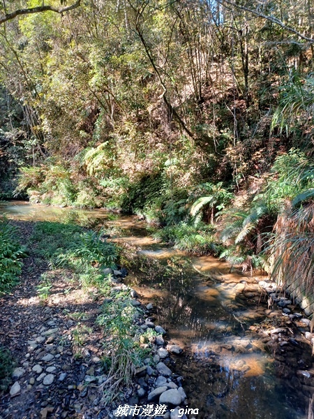 【南投魚池】澀水森林步道x山豬衝吧咖啡館~