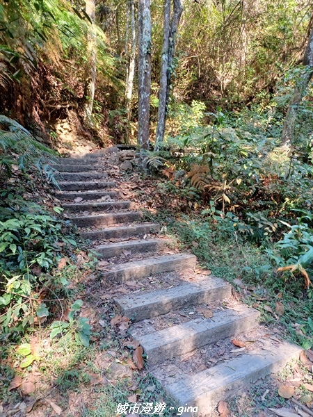 【南投魚池】澀水森林步道x山豬衝吧咖啡館~