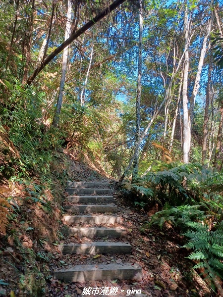 【南投魚池】澀水森林步道x山豬衝吧咖啡館~