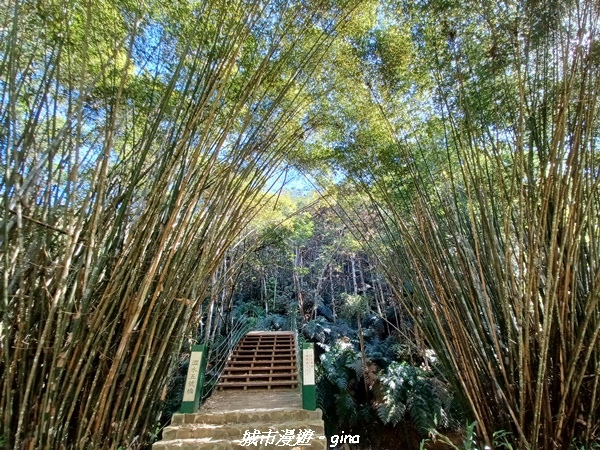 【南投魚池】澀水森林步道x山豬衝吧咖啡館~