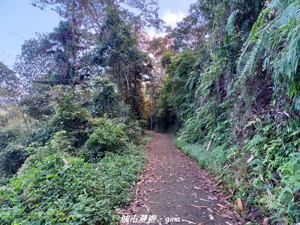 【南投魚池】澀水森林步道x山豬衝吧咖啡館~