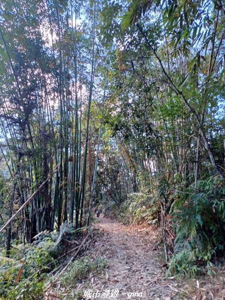 【南投魚池】澀水森林步道x山豬衝吧咖啡館~