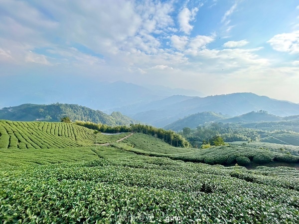 【雲林華山】 翠綠茶園太迷人走到廢腿也甘心_雲嘉五連峰