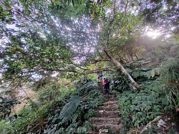 【雲林華山】 翠綠茶園太迷人走到廢腿也甘心_雲嘉五連峰