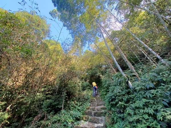 【雲林華山】 翠綠茶園太迷人走到廢腿也甘心_雲嘉五連峰