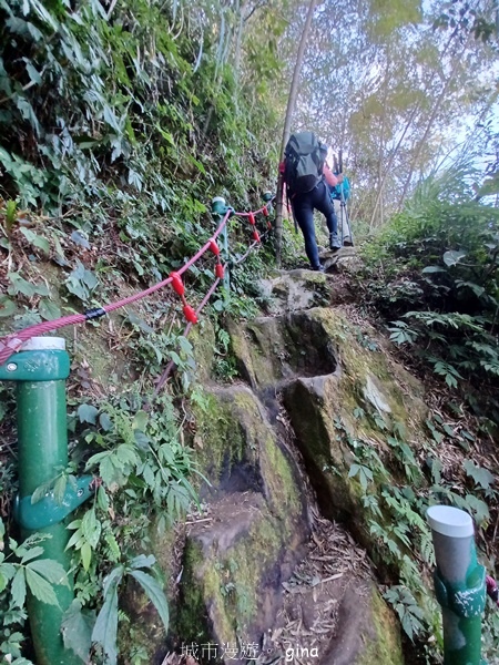 【雲林華山】 翠綠茶園太迷人走到廢腿也甘心_雲嘉五連峰