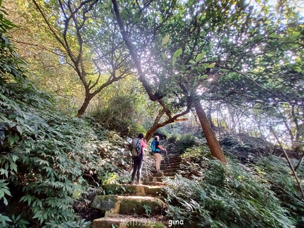 【雲林華山】 翠綠茶園太迷人走到廢腿也甘心_雲嘉五連峰