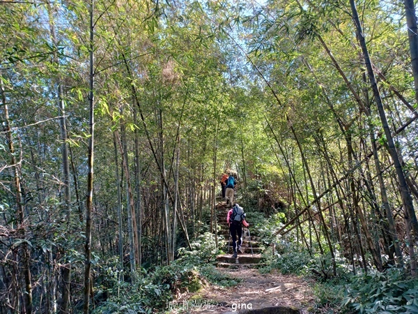 【雲林華山】 翠綠茶園太迷人走到廢腿也甘心_雲嘉五連峰