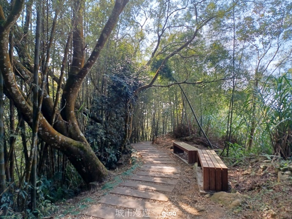 【雲林華山】 翠綠茶園太迷人走到廢腿也甘心_雲嘉五連峰