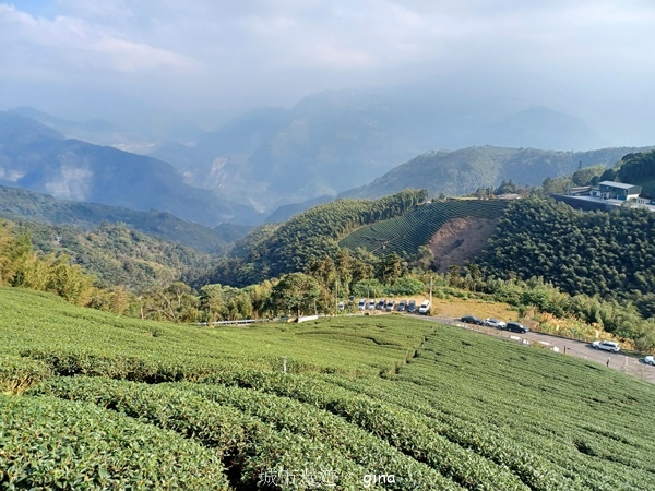 【雲林華山】 翠綠茶園太迷人走到廢腿也甘心_雲嘉五連峰