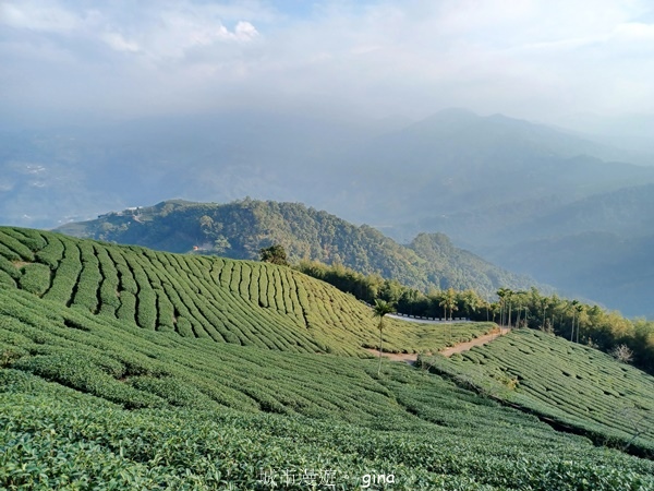 【雲林華山】 翠綠茶園太迷人走到廢腿也甘心_雲嘉五連峰