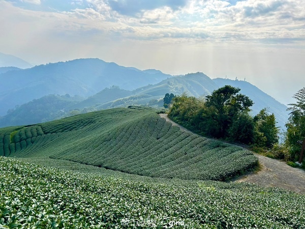 【雲林華山】 翠綠茶園太迷人走到廢腿也甘心_雲嘉五連峰