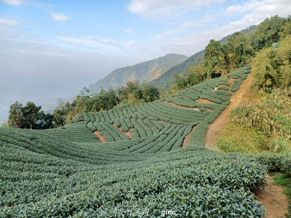 【雲林華山】 翠綠茶園太迷人走到廢腿也甘心_雲嘉五連峰