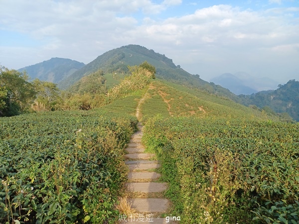 【雲林華山】 翠綠茶園太迷人走到廢腿也甘心_雲嘉五連峰