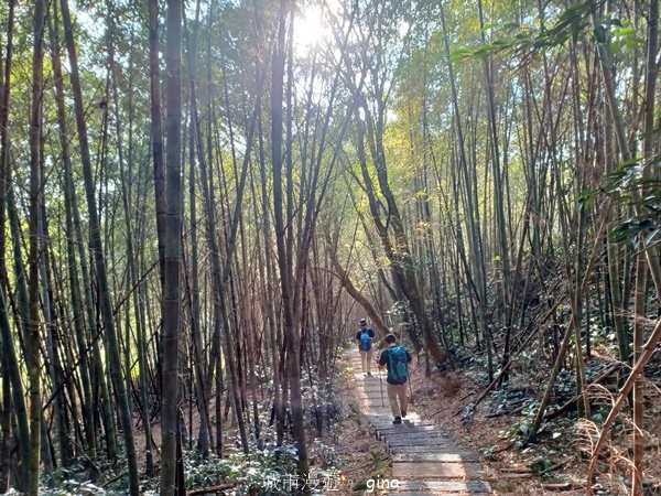 【雲林華山】 翠綠茶園太迷人走到廢腿也甘心_雲嘉五連峰