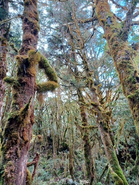 【宜蘭大同】散落的珍珠加羅湖